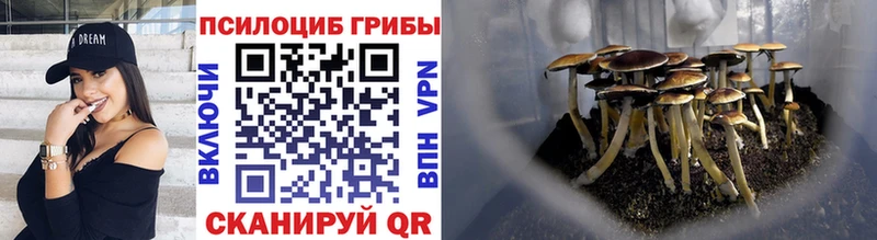 Галлюциногенные грибы Psilocybine cubensis Катав-Ивановск